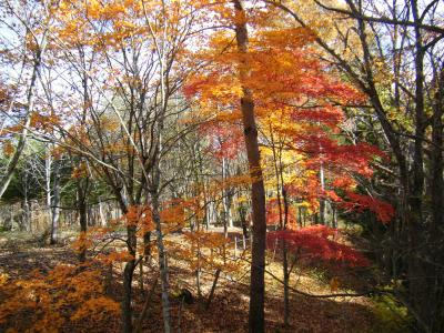 紅葉を求めて・・・