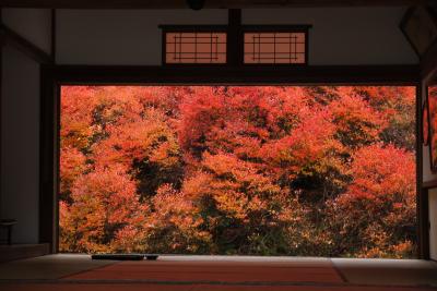 安国禅寺　ドウダンツツジを見に～