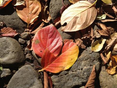 フラッと小石川後楽園(2回目)