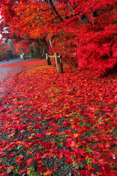 京都　紅葉めぐり～鍬山神社の紅葉