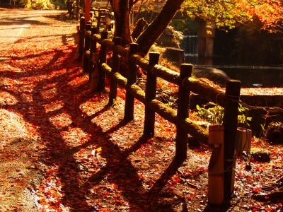 紅葉へ行こうよォ　瀬戸・岩屋堂公園　～2012.11.18～