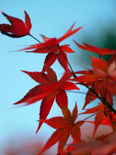秋晴れの京都ウォーク9　嵐山・宝厳院