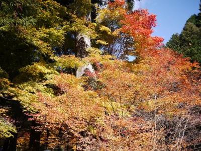 大矢田もみじ谷の紅葉♪ 