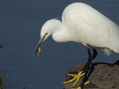 長浜公園の野鳥観察園