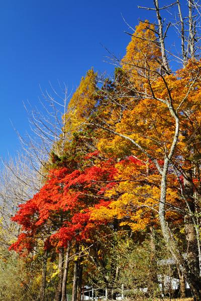 紅葉2012　徳島県那賀町にて