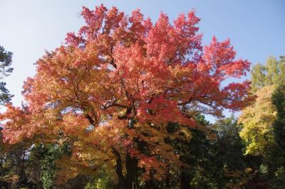 2012京都紅葉だより　カモさんたちも紅葉狩り～　彩りを増す京都府立植物園へ