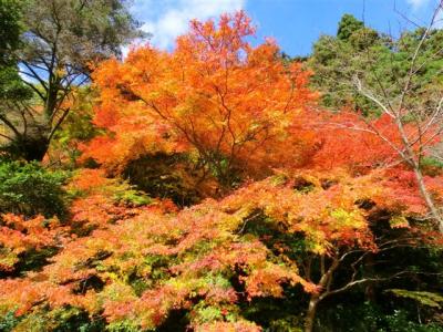 福岡市の紅葉処　曲渕ダムパーク