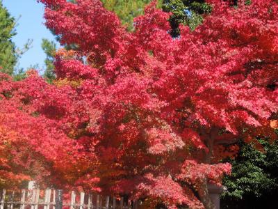 紅葉がきれい～わくわく京都日帰り旅行♪