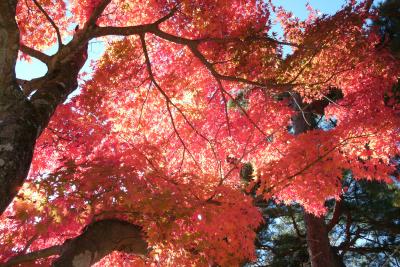 心の紅葉を見た。