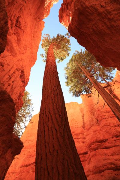 ２０１２年ロサンゼルス⇔シカゴ間　アメリカ・レンタカー単独往復横断走～東ヘ西ヘ1万１０００ｋｍ～　その４　ブライスキャニオン国立公園へ