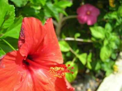 空と緑に囲まれて２☆　　【ホノルル】