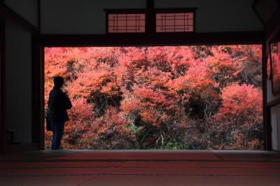 紅葉と城崎温泉とかにのドライブ（安国寺編）