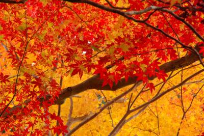 11/22は良い夫婦の日。嫁孝行で紅葉狩りへ～長谷寺・室生寺～