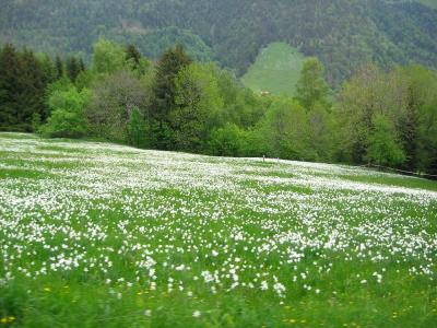 スイス・北イタリア旅行記ーナルシスの花と北イタリア都市めぐり