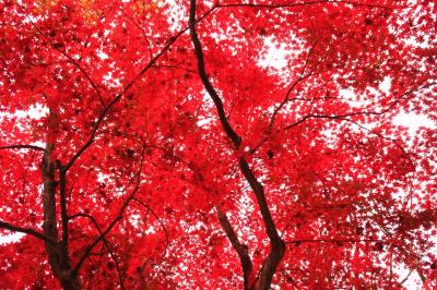 兵庫県・篠山（2012・秋）★燃える紅葉の洞光寺