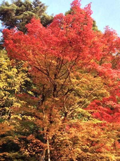 日帰りバス旅行の旅 2012 滋賀紅葉めぐり