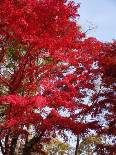 ＊東京＊　紅葉見に行こうよう♪in高尾山　2012.11.22