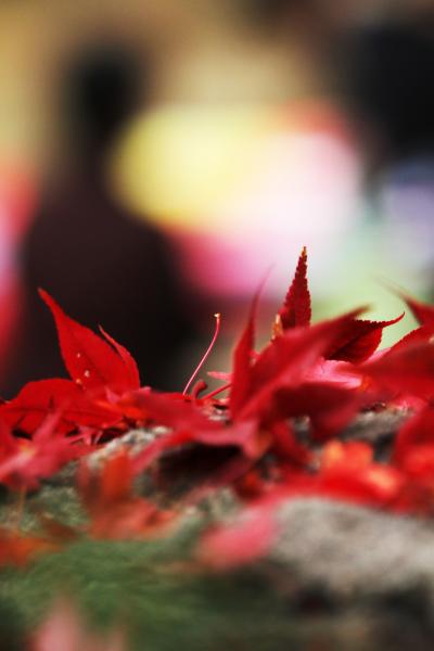 Solitary Journey ［1126］ すこし見ごろを過ぎていましたが、それなりに参道を彩る紅葉を観賞してきました。＜仏通寺＞広島県三原市