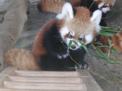 2012年生まれのレッサーパンダの赤ちゃんに会いに!秋吉台サファリランド