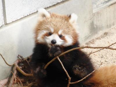 2012年生まれのレッサーパンダの赤ちゃんに会いに！周南市徳山動物園