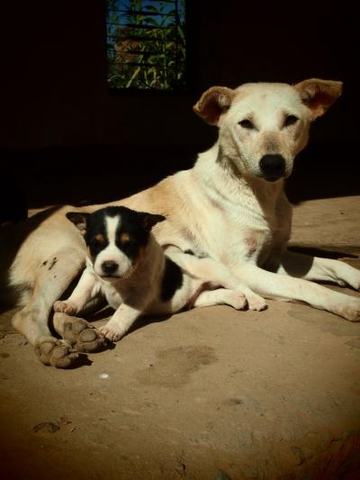 悠久のむこうから。ヒマラヤ便り。～ネパールで出会った犬たち