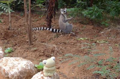 インド洋に浮かぶ不思議の島　マダガスカル周遊８日間　３