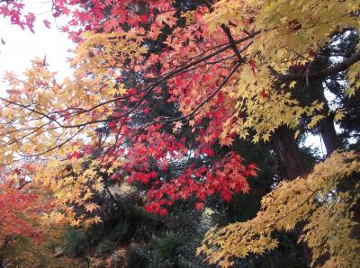 京都２０１２　大原　真如堂　東福寺