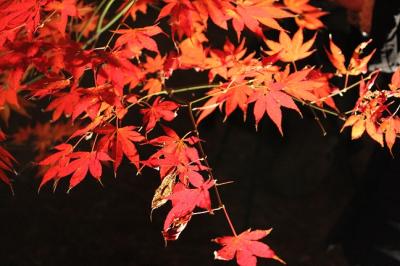 埼玉編『長瀞  紅葉まつり』