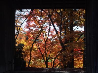 大阪・茨木、大門寺のすばらしい紅葉