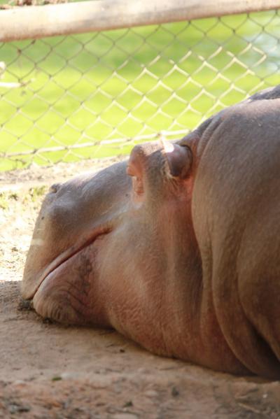 悠久のむこうから。ヒマラヤ便り。～パタン動物園