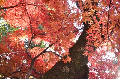 京都 西山光明寺の紅葉に魅せられて