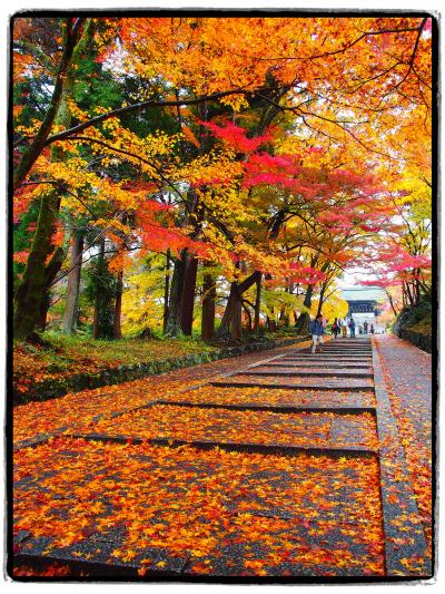 古都京都の四季をゆく・秋編【１】～秋雨に濡れる門跡寺院・毘沙門堂へ～