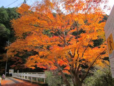 紅葉の笠置ハイキング