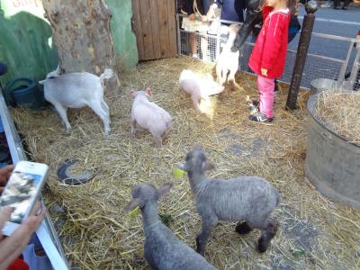 アパルトマンの窓から’１２初秋　１２日目　日曜日は、まずはＢＩＯマルシェ、そしてオルガンコンサート