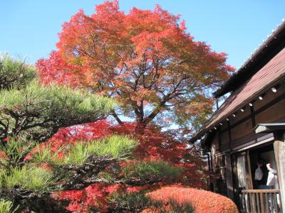 １０年ぶりのみごとな紅葉、どうだん亭