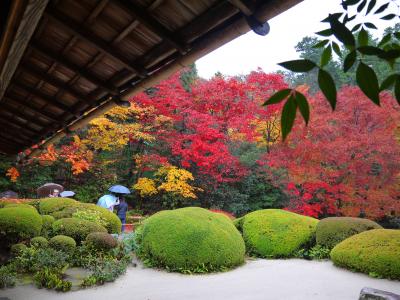 雨の紅葉めぐり（その１）金福寺～詩仙堂