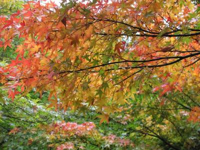 2012年鎌倉・日帰り～紅葉を愛でる旅～