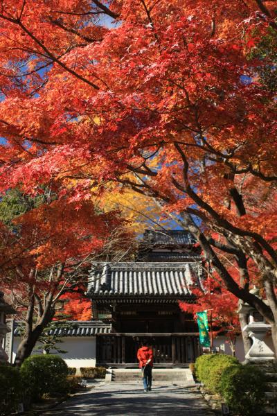 2012年秋　滋賀に紅葉狩りドライブ＜後編＞～日吉大社と西教寺の紅葉だにゃん