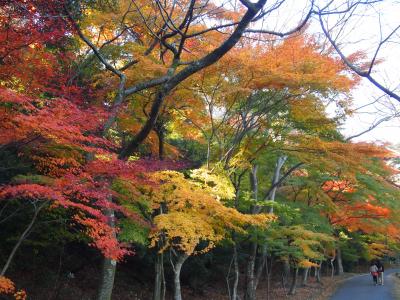紅葉へ行こうよォ②　養老公園　～2012.11.25～