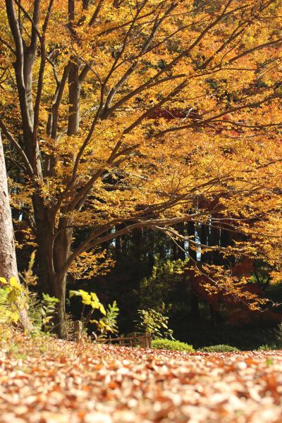 今年はマクロレンズ一本でチャレンジした森林公園の紅葉DAY（1）駅前サイクリングコース～南口広場と天皇行幸記念植樹のケヤキ