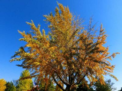 雑司が谷霊園の紅葉