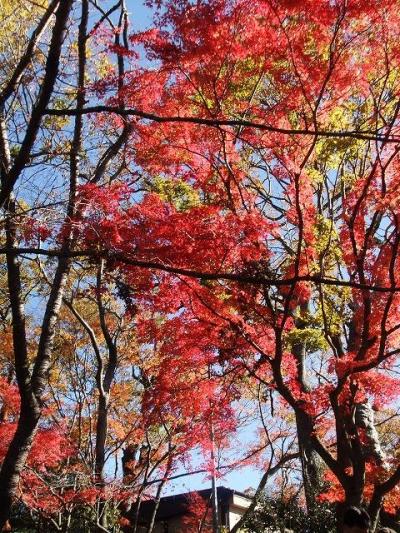 紅葉シーズン真っただ中の高尾山～超早起きして行って来ました♪～