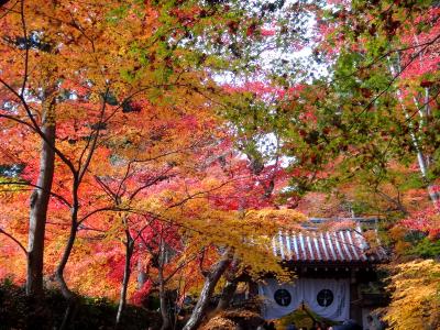 京都半日旅行：　光明寺・長岡天満宮紅葉めぐり