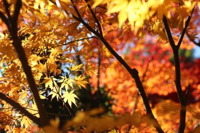 今年はマクロレンズ一本でチャレンジした森林公園の紅葉DAY（2）金色と朱色の日本庭園～キチジョウソウのある晩秋の野草コース