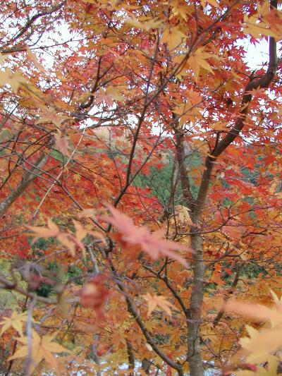 07.錦秋の候、四国＆関西　まったり２泊３日旅行　＜　京都・大原　土井の志ば漬け本舗＆志野　ドレッシング篇　＞