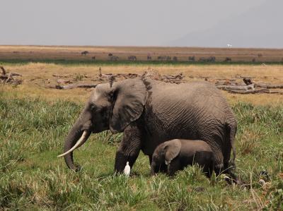 ケニア　アンボセリ国立公園