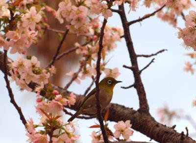 熱海ではヒマラヤ桜が、もうすぐ見頃を迎えます　２０１２年１２月１日