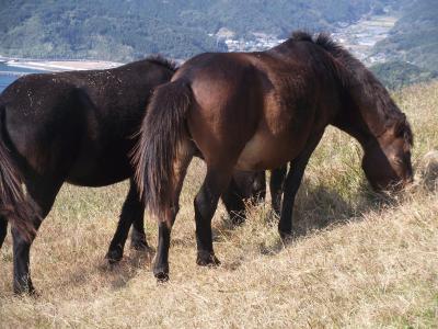 野生の馬