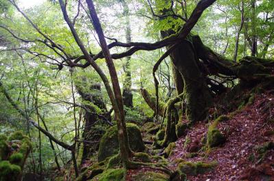 ［12］屋久島旅行＜1/2白谷雲水峡，永田浜，大川の滝＞