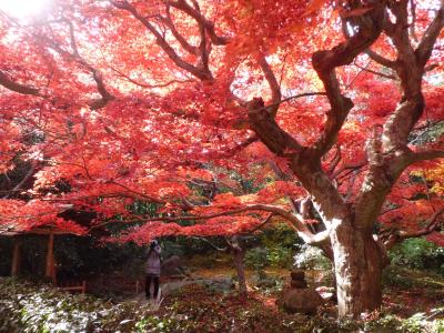 京都紅葉狩り旅行